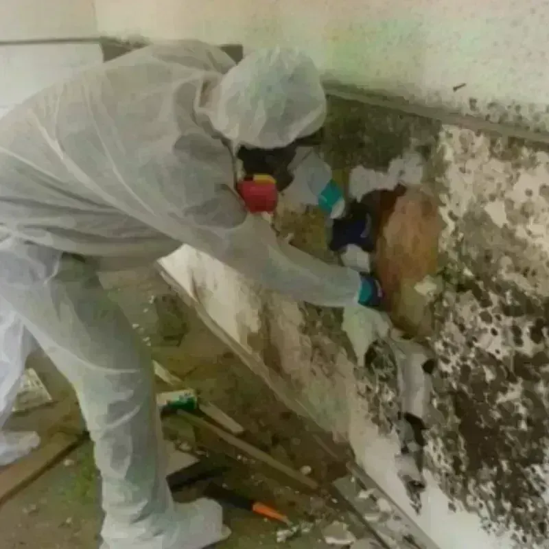 Mold Remediation and Removal in Norwood, NY